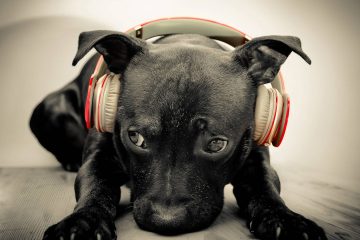 dog_headphones_1920x1080