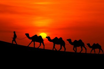 arabian_sunset_camels-wide