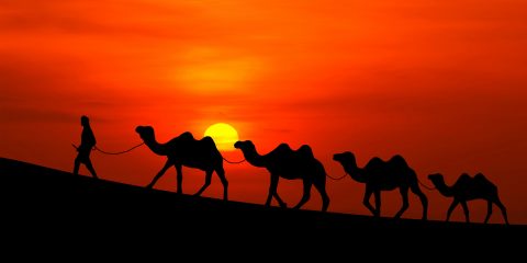 arabian_sunset_camels-wide